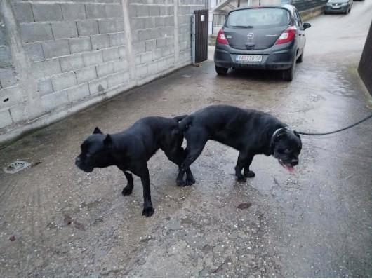 Cane Corso